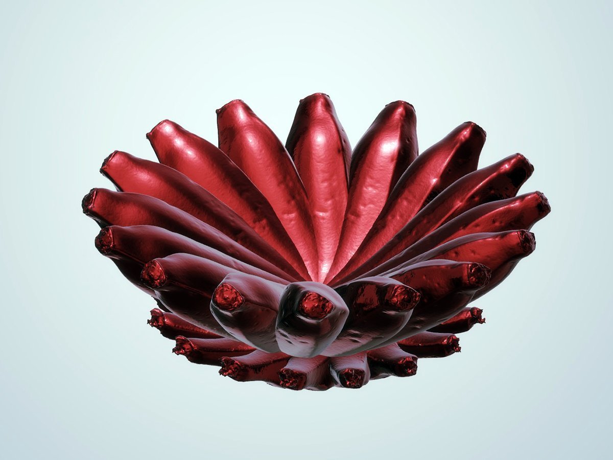 Banana Bowl, red